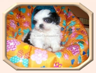 Vendo Shih-Tzu