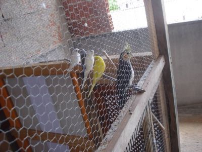 VENDO - CALOPSITA - AGAPONES - PERIQUITO AUSTRALIANO