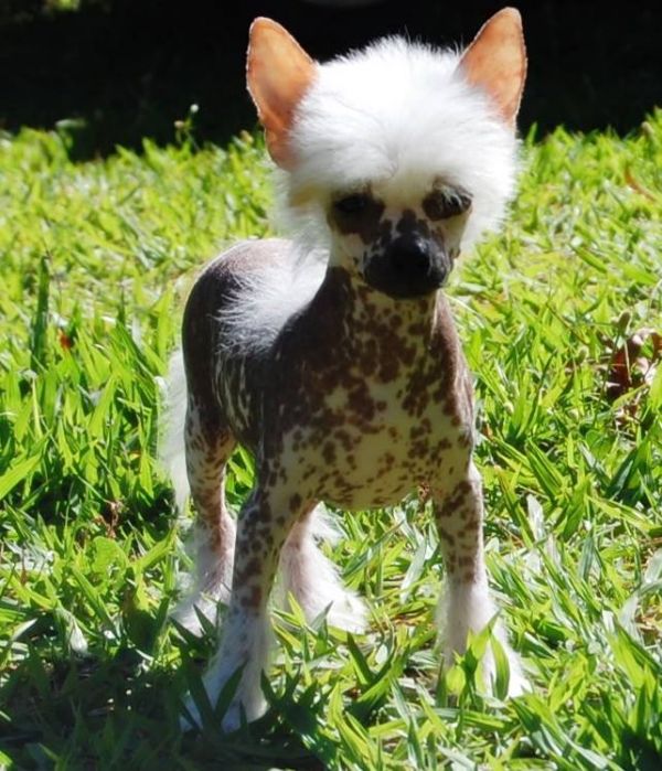 Filhotes de Cão de crista chinez