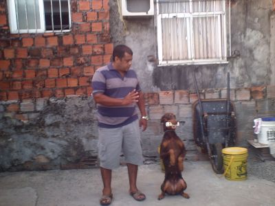 ADESTRAMENTO DE CÃES