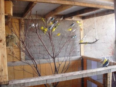 VENDO - CALOPSITA - AGAPONES - PERIQUITO AUSTRALIANO