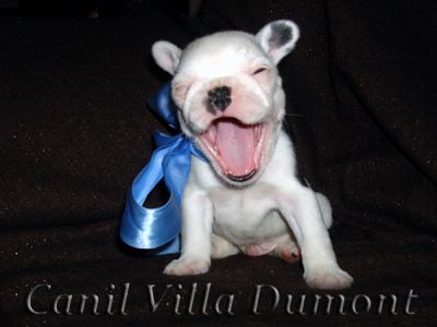 Bulldog Frances - Filhotes a venda