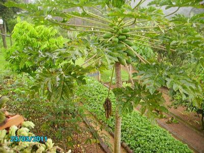 CHÁCARA COM 7.000 M² - SÃO LOURENÇO DA SERRA - SP - F: (11) 4686-1562 - CEL: (11) 7302-9229  