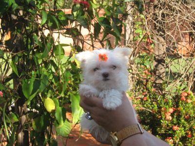 Maltes, Shih Tzu e Yorkshire -Canil 3 Ypês