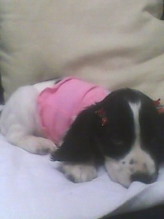 Linda Cocker Inglesa Femea