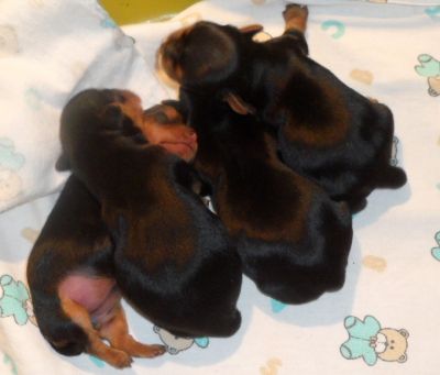 filhotes machos de yorkshire