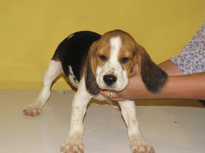 venda de lindos filhotes de bagle