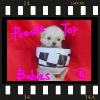 *** POODLE MICRO E POODLE TOY ESPECIALIZADO EM POODLES LOVPUPPIES KENNEL (22) 8805-9406 ***