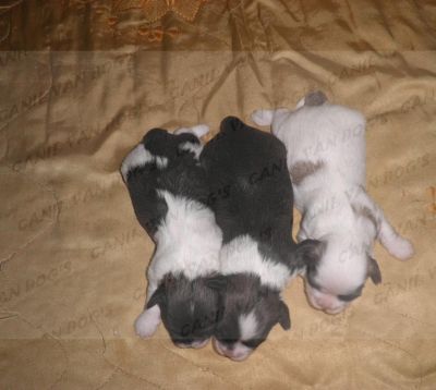 Lhasa Apso - Filhotes