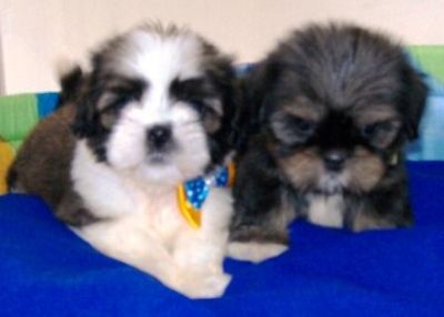 Pet Shop, venda, shih tzu, Porto Alegre,