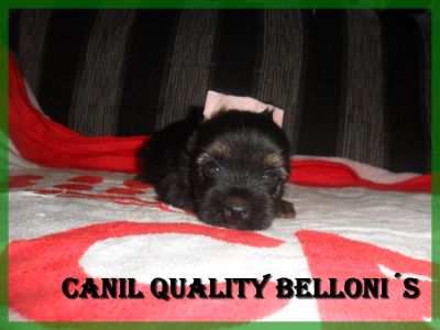 Filhotes de yorkshire