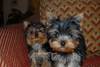 Yorkie Puppies Beautilful Poo