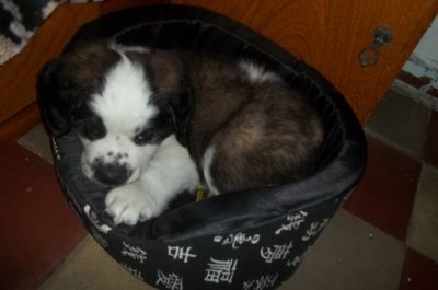 Canil Simon Bel  raças pequenas e gigantes 