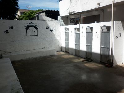 adestramento de cães matilha