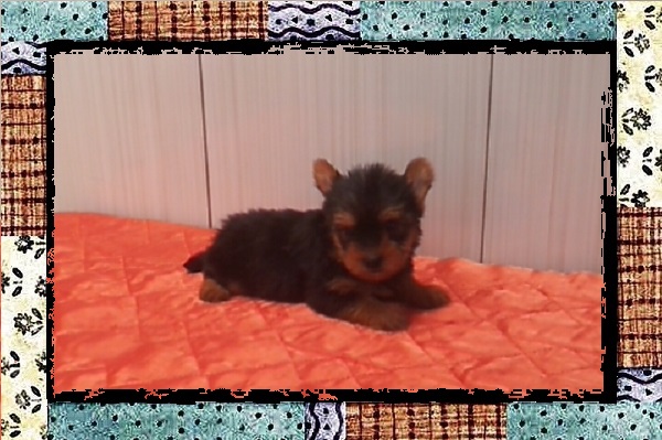 Lindos Filhotes de Yorkshire Terrier