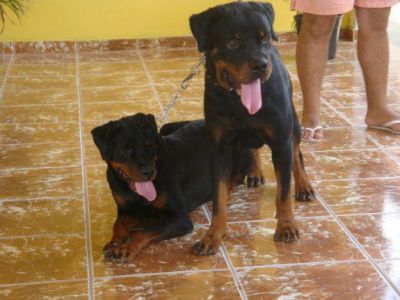 Vendo filhotes de Rottweiler Nasc.16/11/2012 