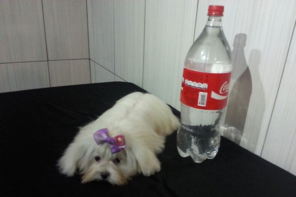 Filhote Fêmea de Maltês Micro