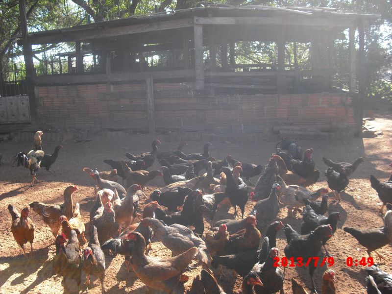 Ibativel 2 chácaras de 1000m-2 cada pelo preço de 01 