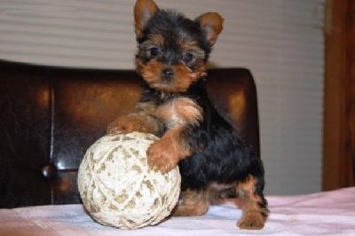 Os filhotes de cachorro Yorkie Masculino E Feminino Terrier para adopção