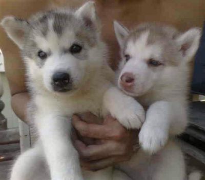 filhotes de husky siberiano para você