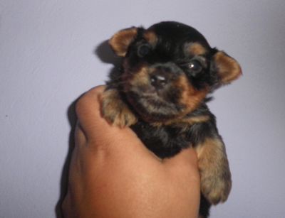 Yorkshire Terrier  - Filhote Macho