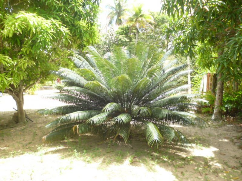 Granja Coração de Jesus em Goiana/PE p/ investidor inteligente