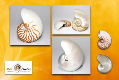 CONCHAS DO MAR , ESTRELAS , ARTESANATOS , BIJUTERIAS , ETC...