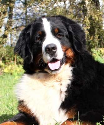 Natal Inglês bulldog cachorros para adopção.