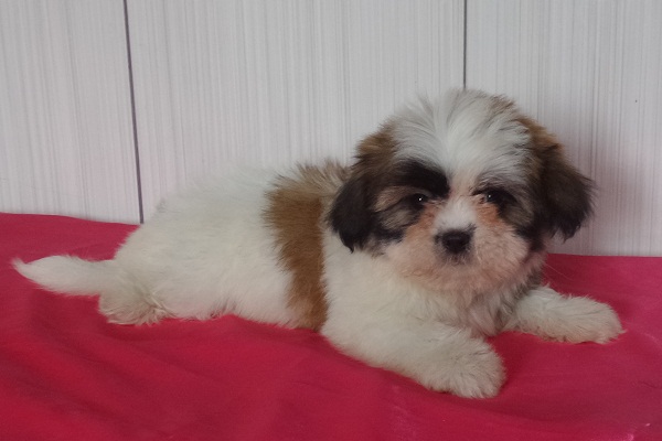 Filhote de Lhasa Apso Fêmea