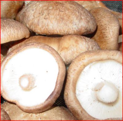 COGUMELOS SHIMEJI, SHITAKE, PARIS E OUTROS