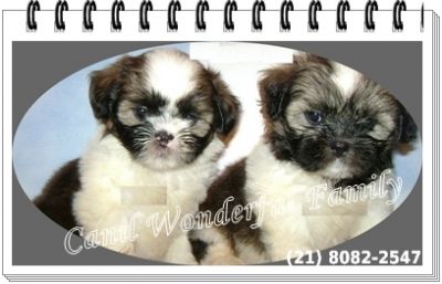 Lhasa Apso Reserva