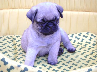 Vendem-se Lindos Filhotes De Pug Linhagem Nabuco!!!