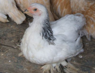 Franguinhos Ornamentais Raça Pura