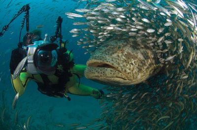 Barcos para Pesca Esportiva, Mergulho, Passeios, Ilha Comprida, Iguape, Cananéia, Juréia