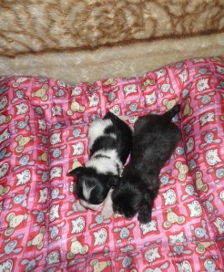 Filhote de Lhasa Apso