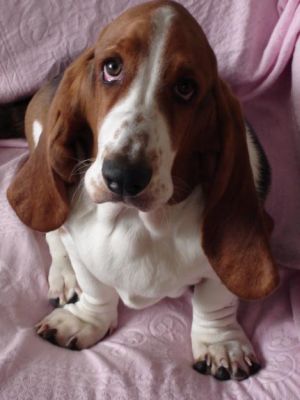 Basset Hound - lindo casal a venda