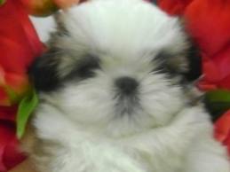 lindos filhotes de shitzu,lhasa-apso,chiuhaua,poodle,yorshire