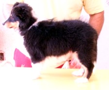 Filhote de Pastor de Shetland