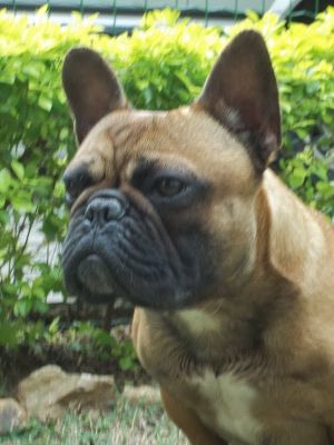 Bulldog Frances filhote