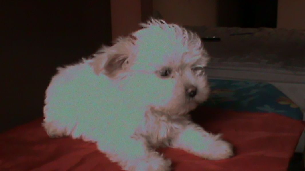 Linda feminha de Mlates, bem pequenina