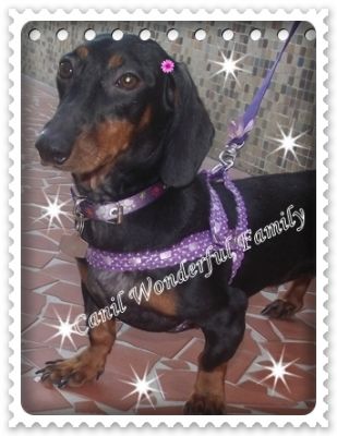Dachshund (Canil Wonderful Family)