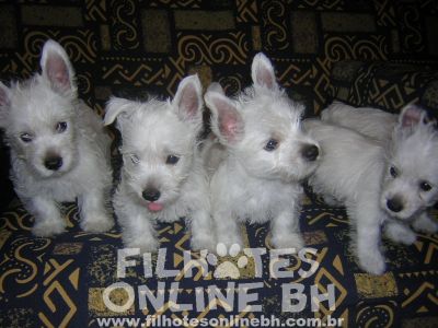 westie - Canil Filhotes On Line BH