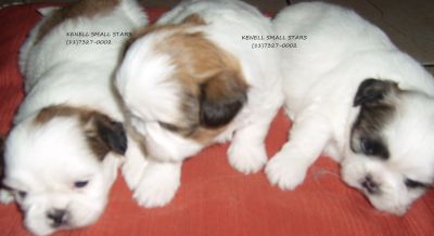 shih-tzu preço inacreditavel macho