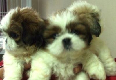 Cachorros, filhotes, raça, shih tzu, Porto Alegre,