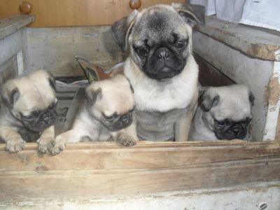 Em setembro filhotes a venmda de basset hound, pug e shih tzu