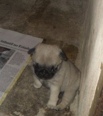 FILHOTES DE PUG À VENDA