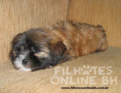 Lhasa Apso - Canil Filhotes On Line BH