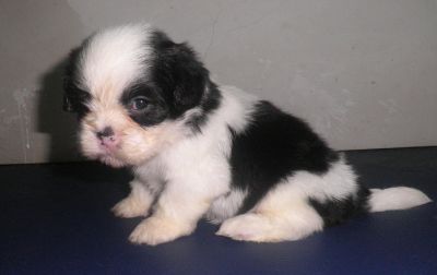 Filhotes de Lhasa Apso
