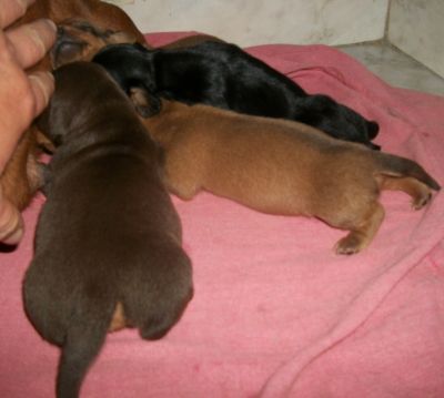 Filhotes a venda de dachshund anão Teckel Basset Cofap