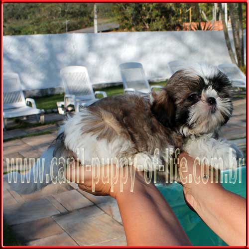 Canil puppy of life- vd filhotes shih tzu - São Paulo
